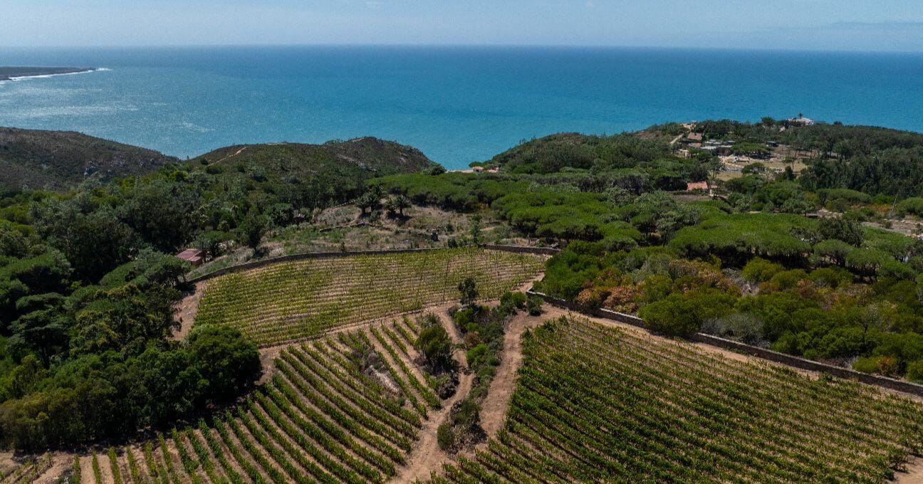 Aerial view of Quinta Vale da Roca vineyards meeting the Atlantic ocean
